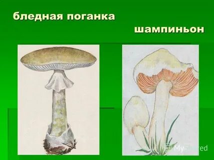 Почему называют поганка