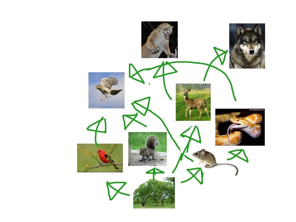 Цепи питания. Пищевая цепочка леса. Цепь питания леса. Пищевая цепь леса. Изобразите пищевую цепь