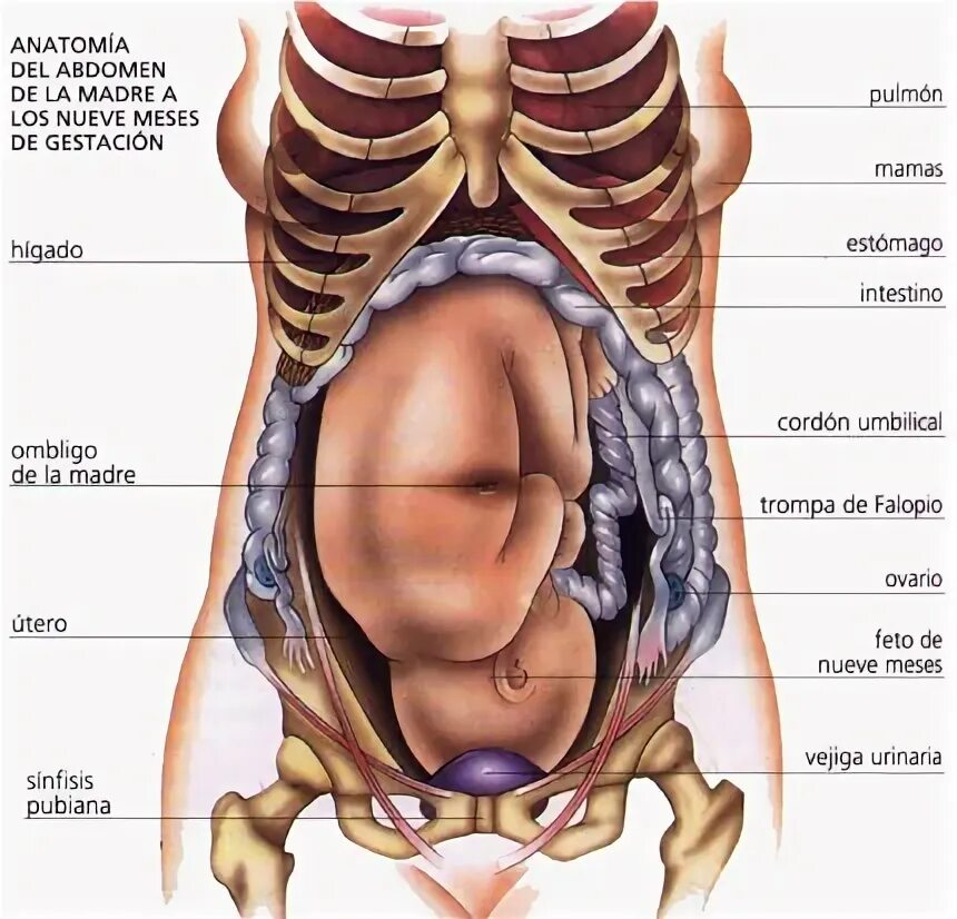 Органы женского рода. Расположение внутренних органов у беременных. Анатомия беременной женщины внутренние органы. Расположение органов у беременной женщины. Расположение внутренних органов у беременной женщины.