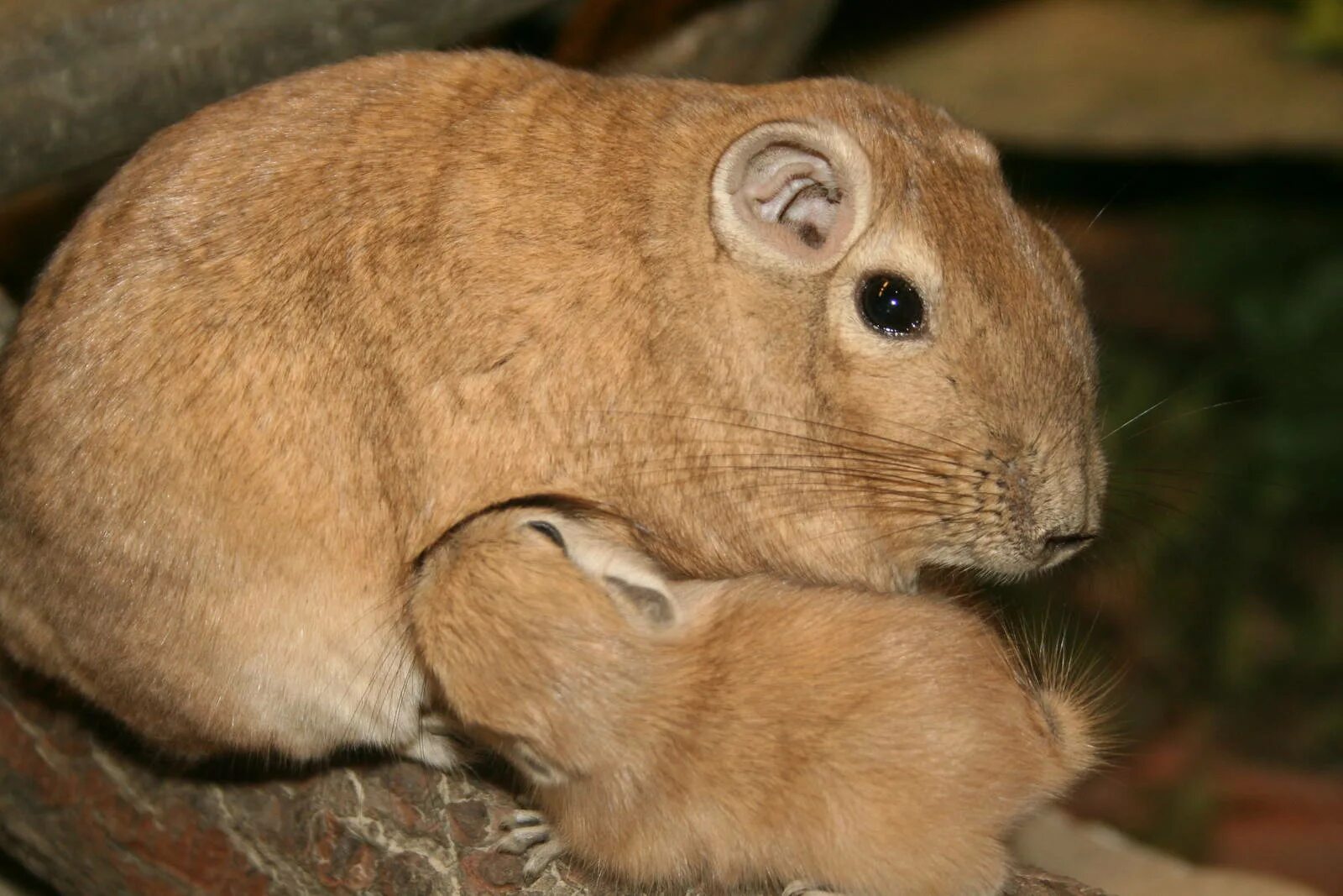 Ctenodactylus gundi. Крысы пустыни. Даман брюса. Африканский грызун. Пустынный гунди.