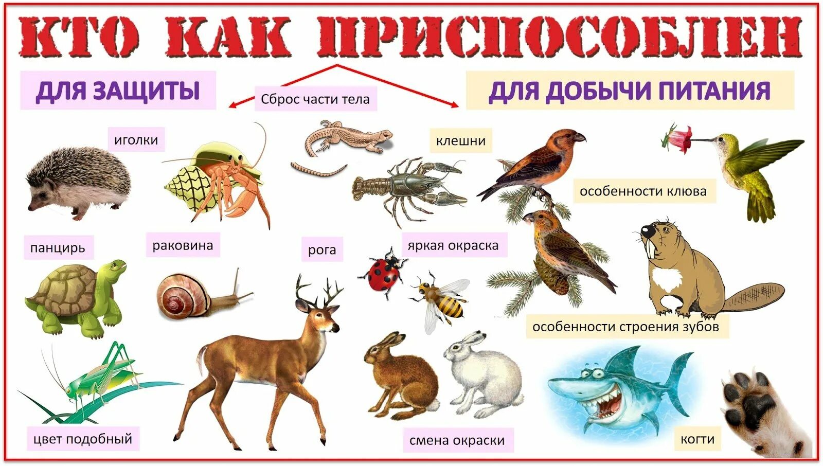 Питание разных животных