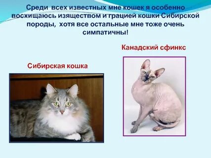 Кошка научный текст 4 класс