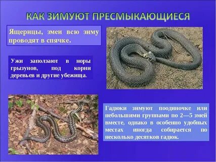 Когда гадюки впадают в спячку