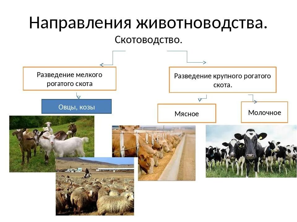 Отрасли животноводства. Схема животноводства. Животноводство молочного направления. Направления животноводства схема. Направление животноводства в россии