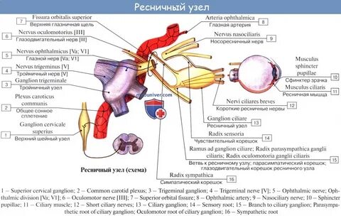 Расширение зрачка какой отдел нервной системы