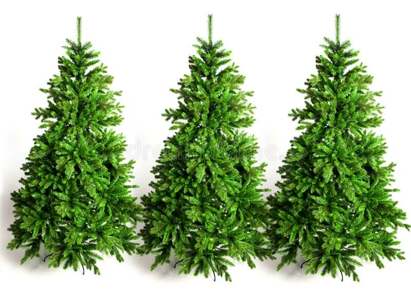 Многоствольная ель усть-куломский район. Елочка высокая. Большие и маленькие ели. Живые ели в лесу. Елка большая и маленькая.