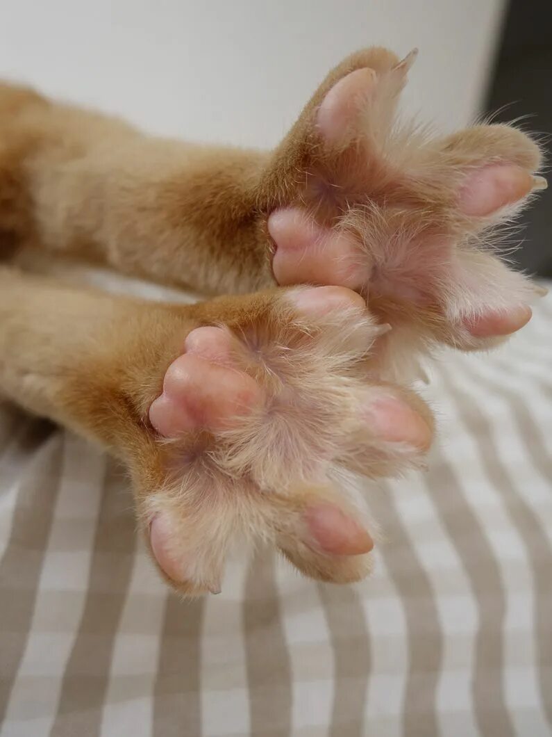 Почему кот вытягивает лапы. Лапка кота. кошачья лапа. подушечки для кошек.