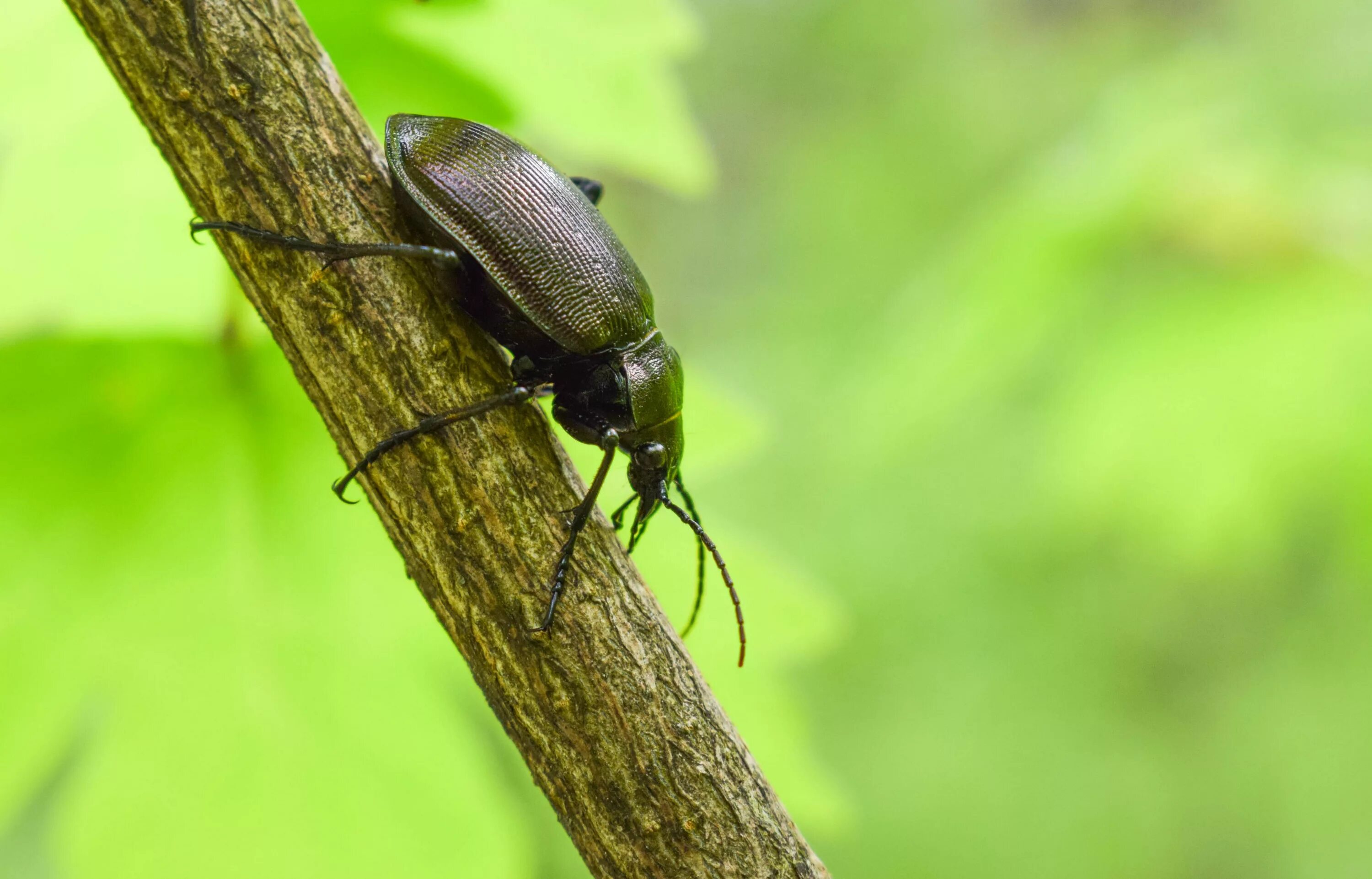 Жук жужелица хищник. Жук жужелица янковского. Биоразнообразие жужелиц лесопарка. Жужелица гладкая. Жук жужелица садовая.