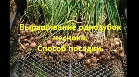 Задача чеснок 2