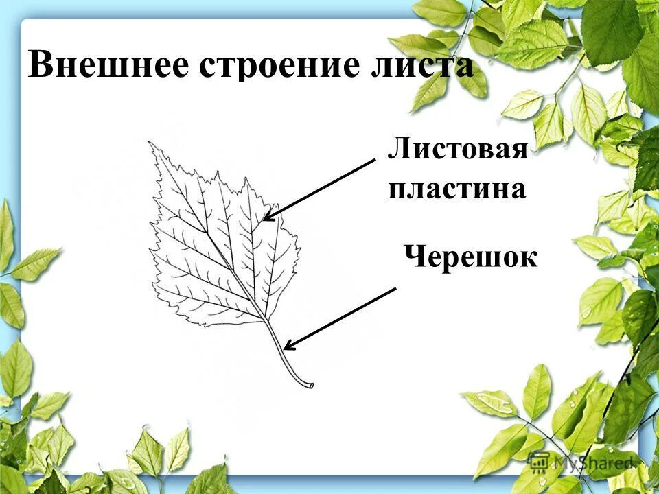 Рабочий лист по теме внешнее строение листа. Основание черешок листовая пластинка листа. строение листа. внешнее строение листа. внешнее строение листьев.