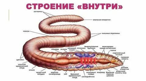 Кровеносная и дыхательная система круглых червей