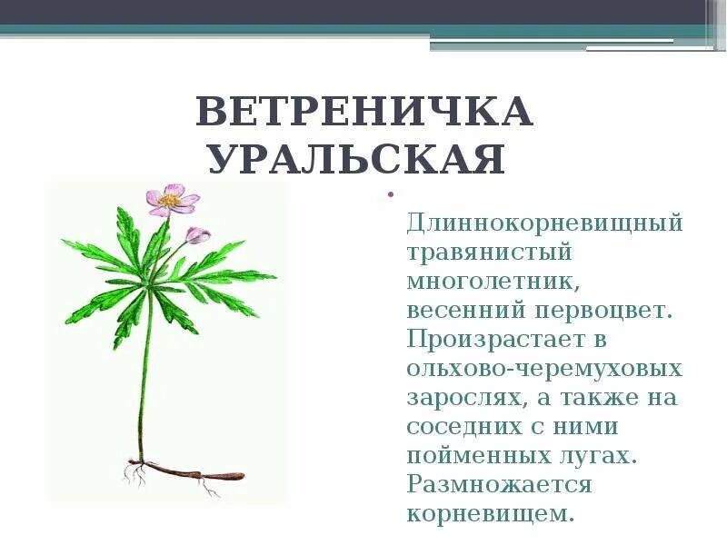 Растения башкирии которые нуждаются в охране. Растения красной книги башкортостана.