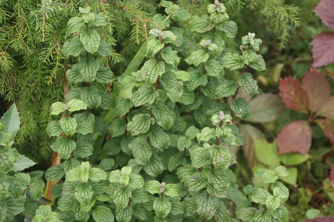 Калина морщинистая вечнозеленая. Калина морщинистая viburnum. Растения с морщинистыми листьями. Растения с морщинистыми листьями. Морщинистые листья.