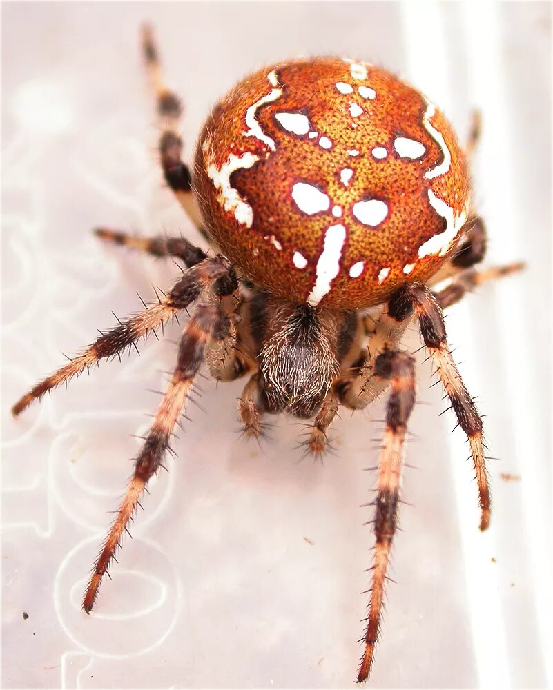 Пятно паук. Оранжевый паук крестовик. паук крестовик зябкий. паук araneus quadratus. паук коричневый крестовик.