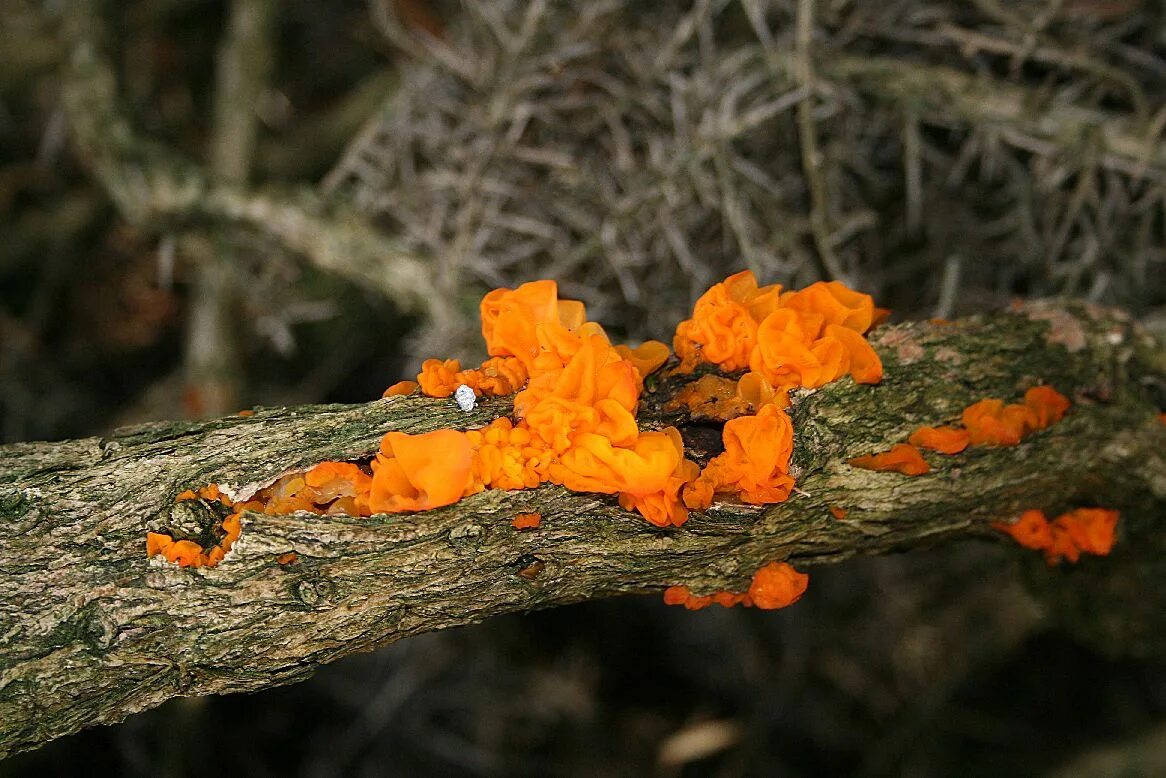 Дрожалка оранжевая (Tremella mesenterica). Дрожалка оранжевая съедобный гриб. Гриб Дрожалка желтая. Дрожалка листоватая Tremella foliacea.