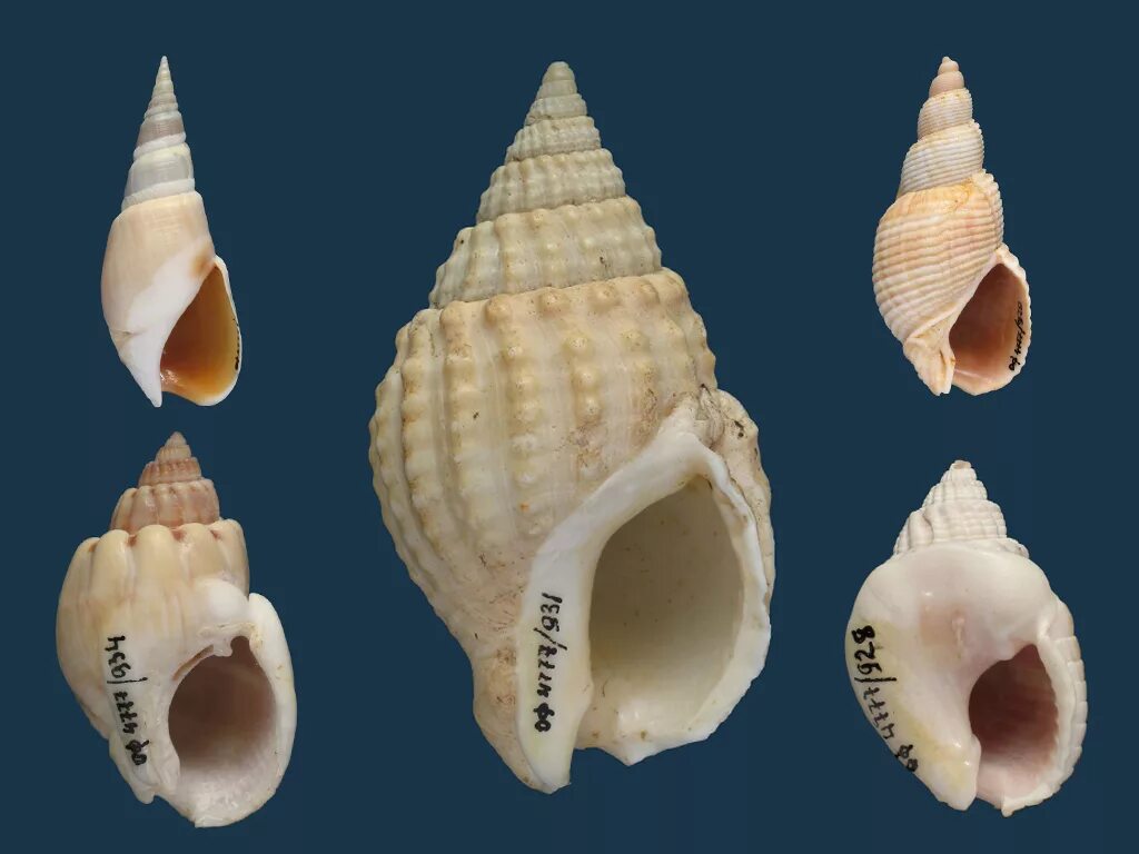 форма раковины мидии. форма раковины мидии. колумбариум моллюск. уховидная раковина моллюсков. двустворчатые и брюхоногие.