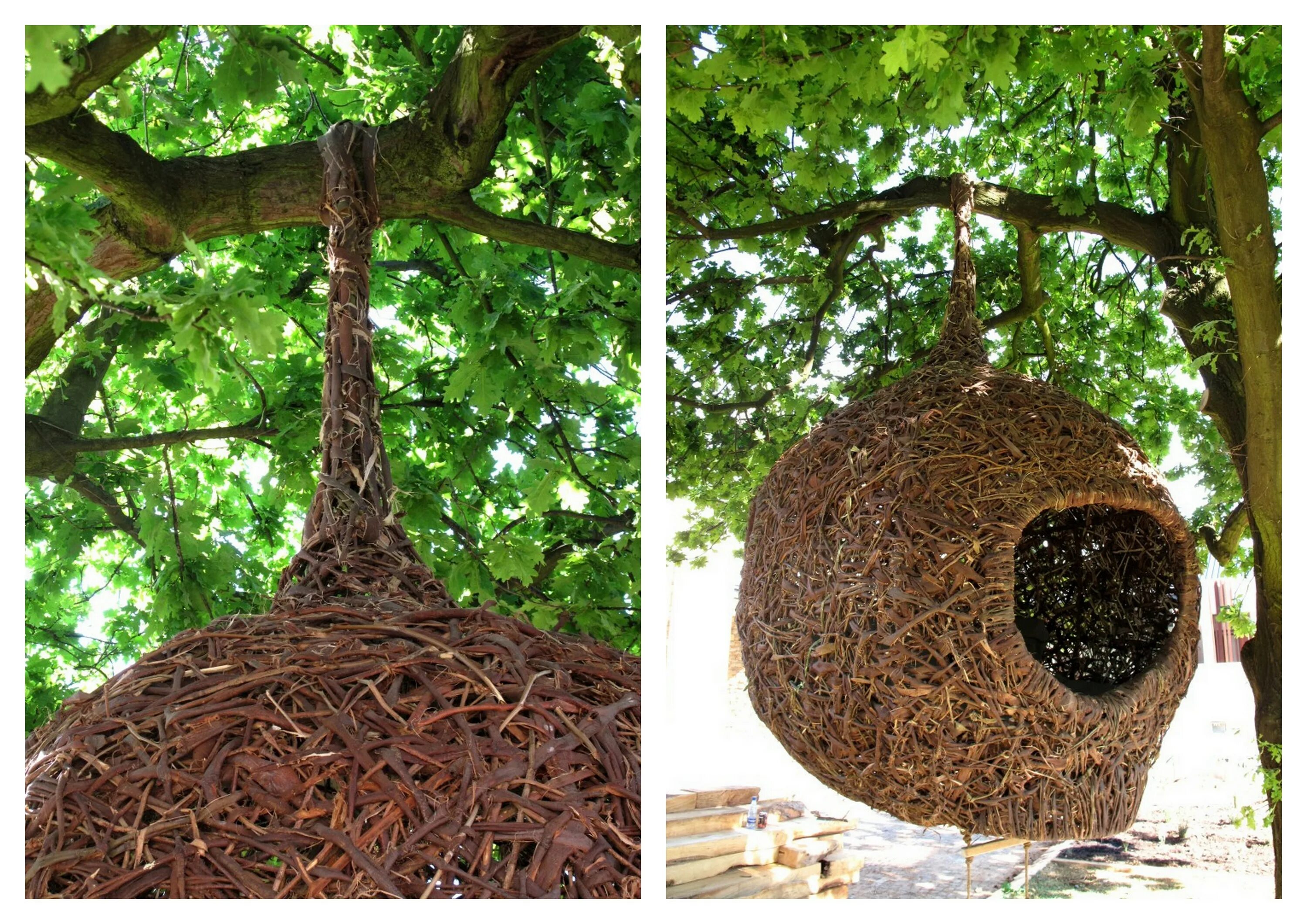 Камышовка птица гнездо. Нет больших гнездовий. Молотоглав птенец. Нет больших гнездовий. Нет больших гнездовий.