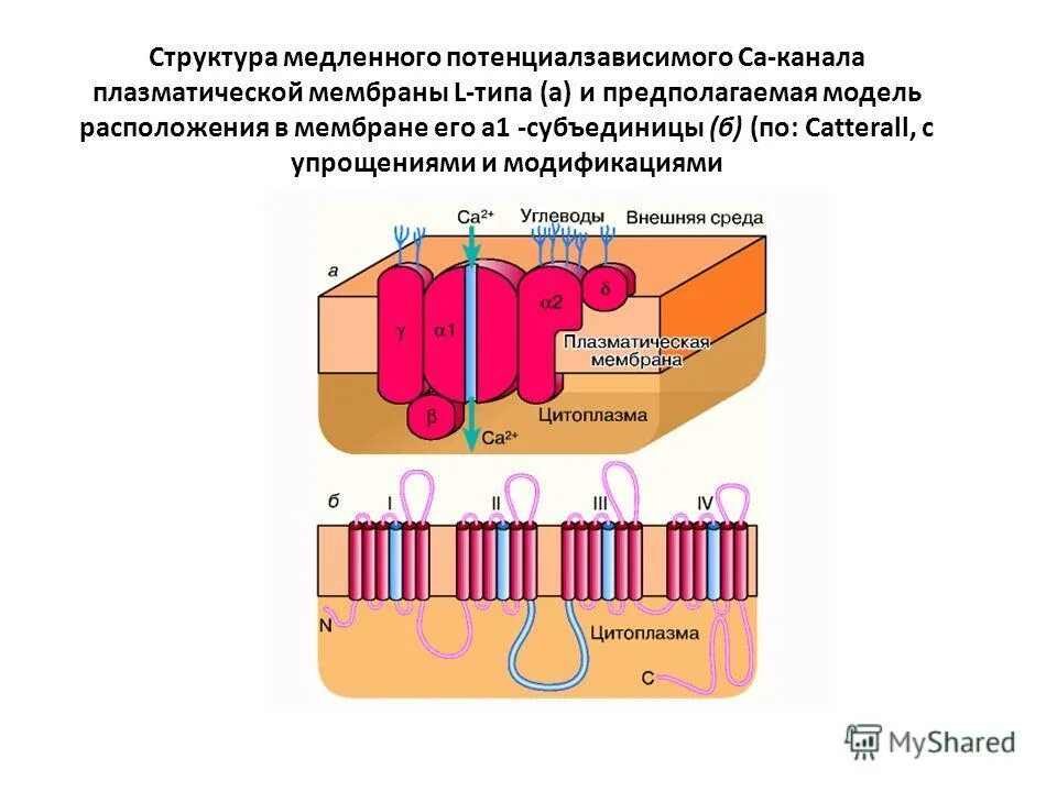 Основное свойство плазматической