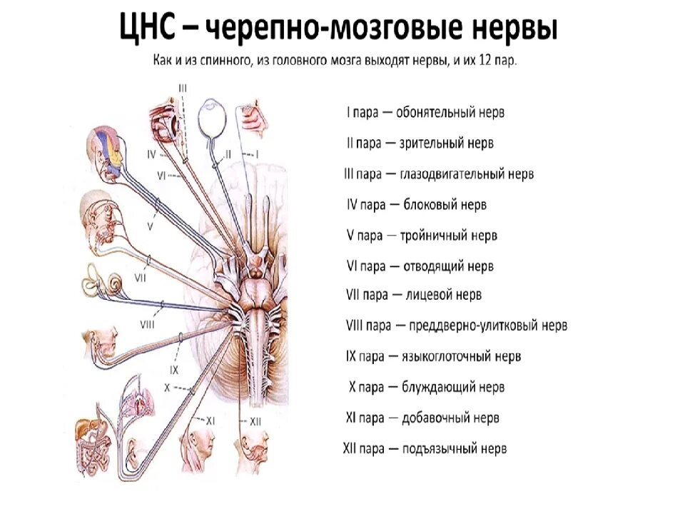 1 6 черепные нервы. 12 Пар черепных нервов схема. Таблица функции 12 пар черепно-мозговых нервов ЧМН. Функции 12 пар черепно-мозговых нервов (ЧМН).. 12 Пар ЧМН функции.