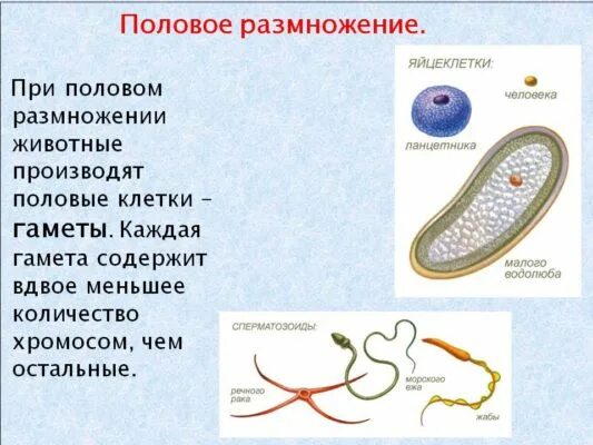 Половое размножение. Половое размножение организмов. Половое размножение это в биологии кратко. Половое размножение размножение.