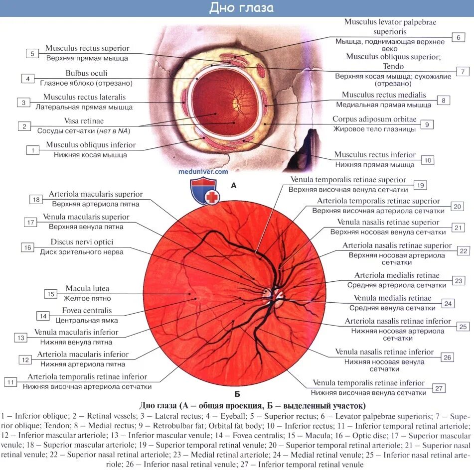 Глазное дно сетчатка глаза анатомия. Строение сосудов сетчатки. Глазное яблоко анатомия медунивер. Глазное дно строение глаза. Кровообращение зрения
