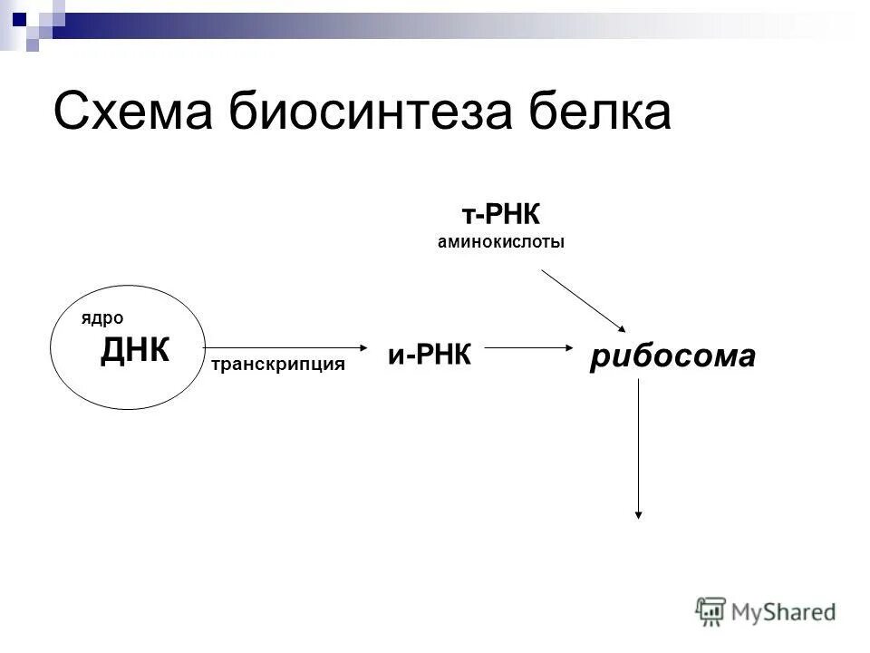 Схема биосинтеза белка