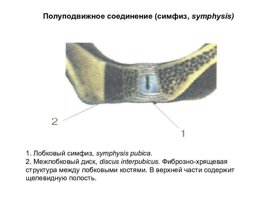 Лобковые кости полуподвижные. Межлобковый диск лобкового симфиза. Лобковый симфиз полуподвижное соединение. Межлобковый хрящевой диск. Лобковый симфиз соединение костей.