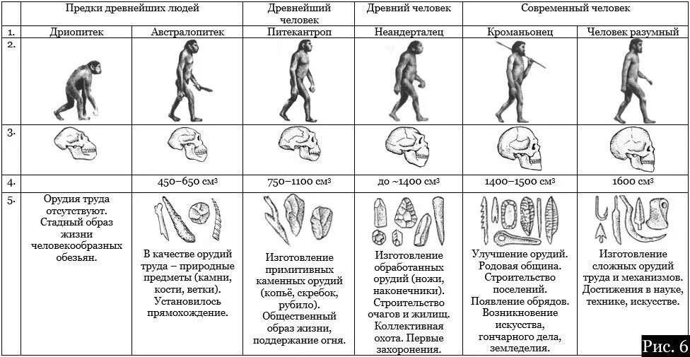 Какие стадии выделяют в процессе становления человека. Этапы эволюции человека таблица дриопитек. Этапы антропогенеза схема. Таблица эволюции неандерталец кроманьонец. Стадии развития человека Антропогенез таблица.