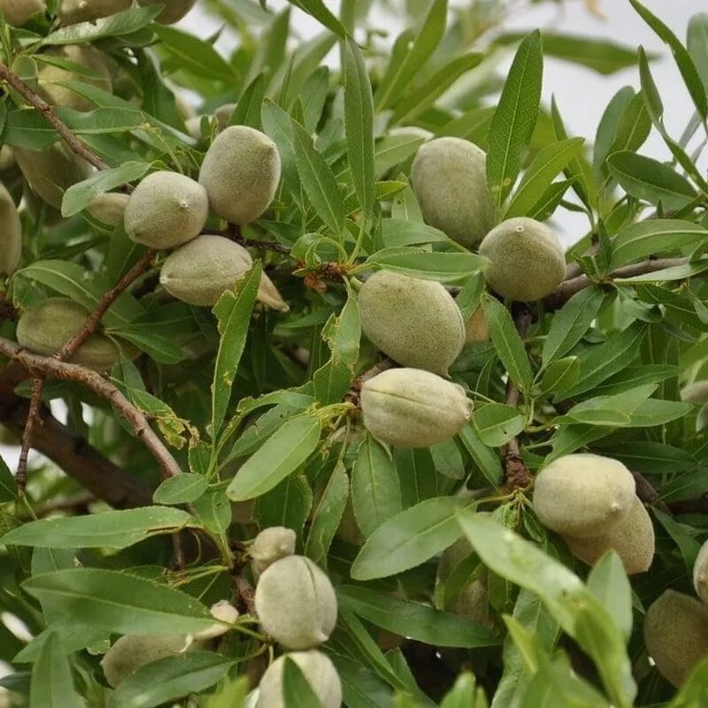 Форос. Amygdalus communis l. Миндаль дерево. Миндаль дерево плодоносящее. Миндаль бухарский.