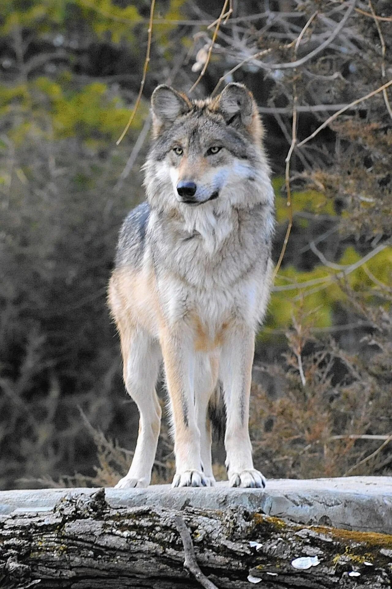 Серый волк дома. Волк canis Lupus. Среднерусский Лесной волк. Макензенский волк. Волк серый обыкновенный.