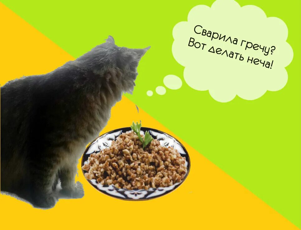 Можно котам гречку. Греча. кот ест гречку. мемы про гречку. гречка смешные картинки.