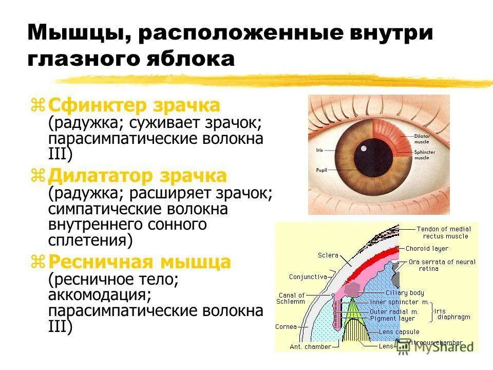 Вид мышечной ткани сужающий зрачок. Функция мышцы сфинктера зрачка. Иннервация мышц расширяющих зрачок. Радужная оболочка глаза иннервация. Мышцы радужной оболочки.