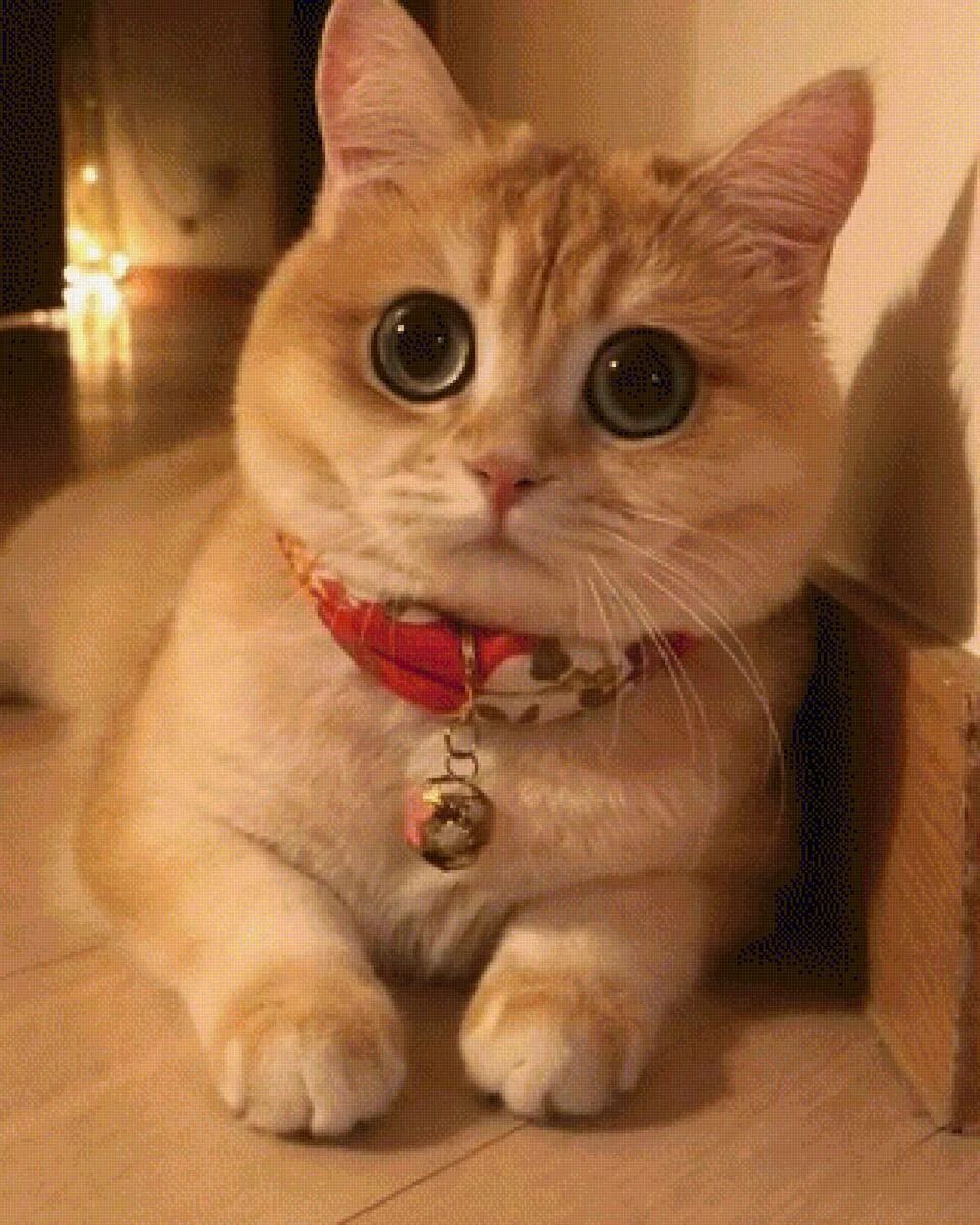 Милая кошка с большими глазами. Милые коты. Большой милый кот. Милые кошки с большими глазами. Милые коты.