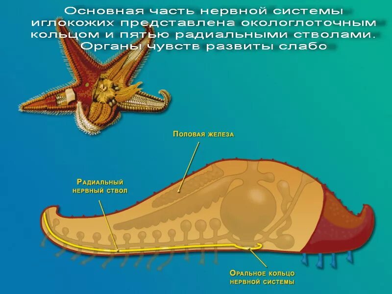 кровеносная система морских ежей. псевдогемальная система иглокожих. строение выделительной системы иглокожих. кровеносная система морских. дыхательная система иглокожих схема.