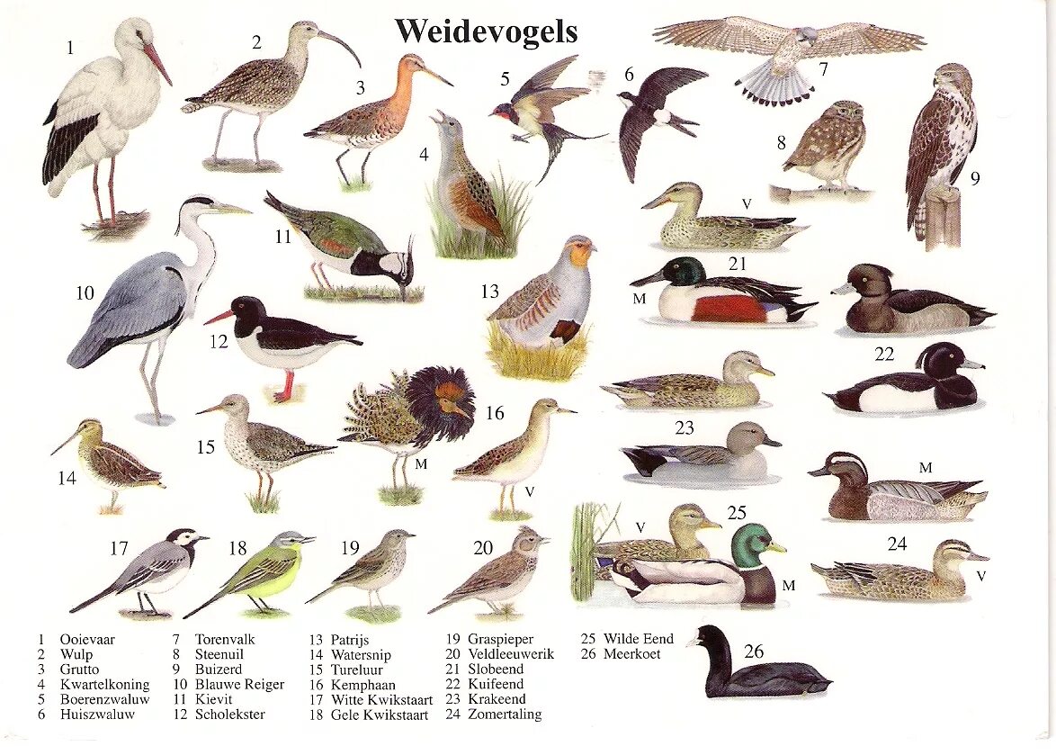 Название птиц много. Название птиц. Птицы всех видов. Nazanie Pits. Картинки птиц с названиями.