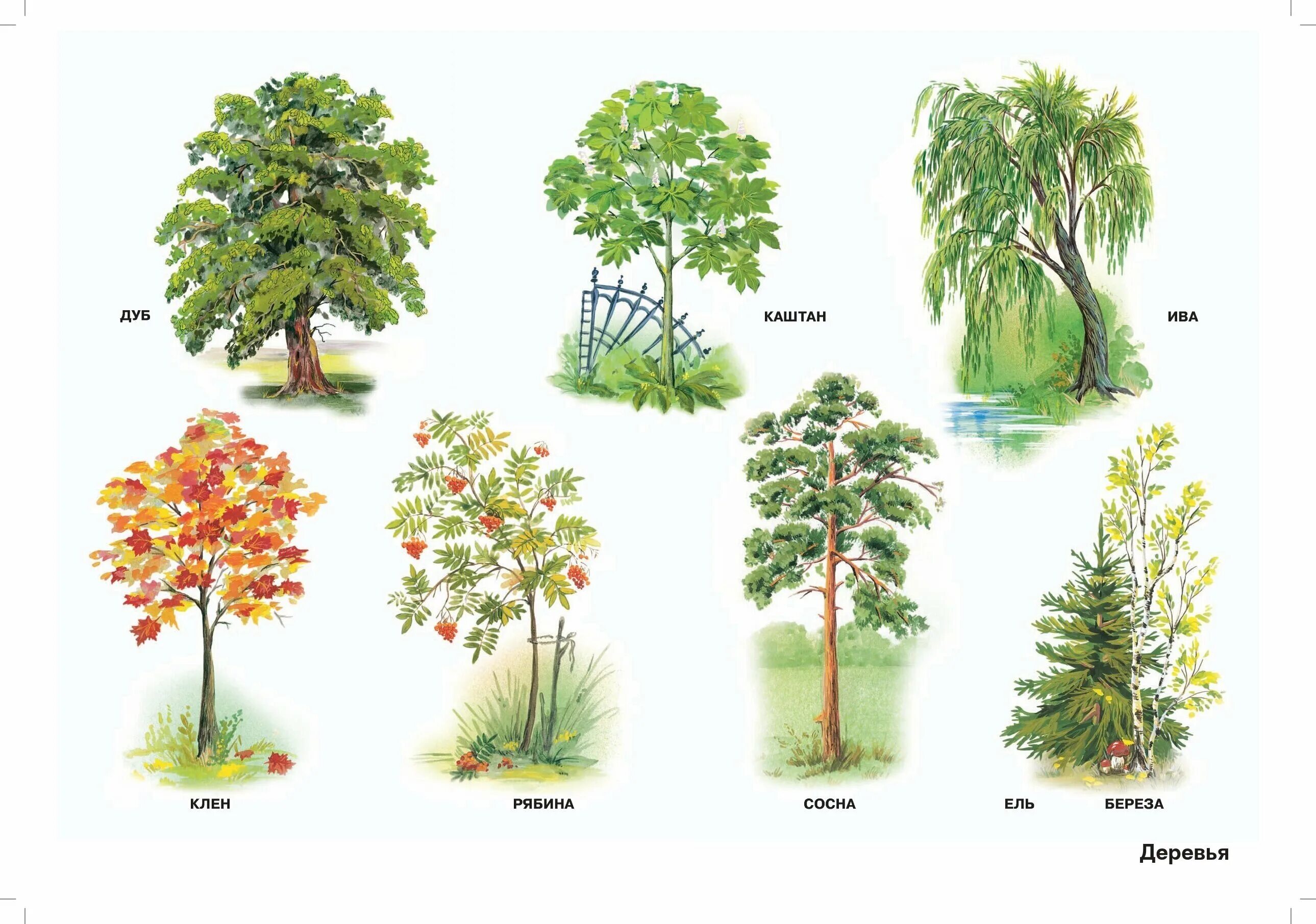 живая природа в мире растений нищева. словарь цветов и растений. альбом в мире живой природы нищева. мир растений конспекты занятий. задания для детей ягоды логопедические.