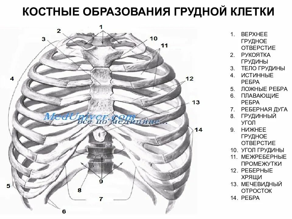 Грудное отверстие. Реберная дуга анатомия человека. Ребра и Грудина анатомия. Грудная клетка реберная дуга скелет. Рукоятка грудины мечевидный отросток.