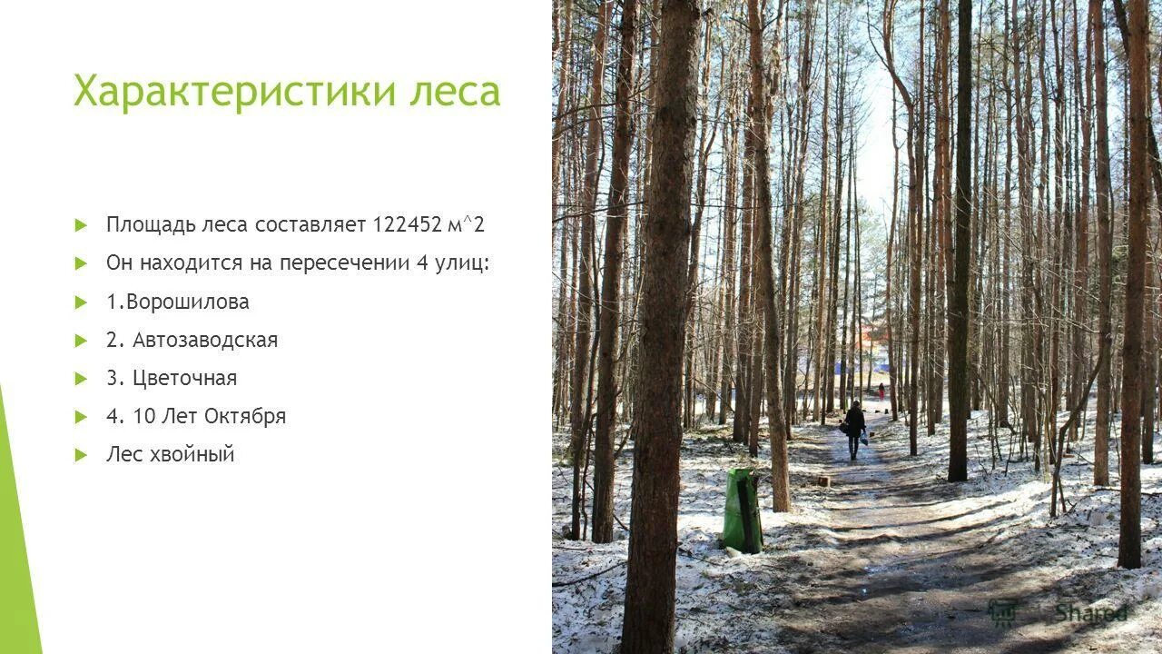 характер леса. характер леса. характеристика леса. характеристика леса. лесистый и лесной разница.