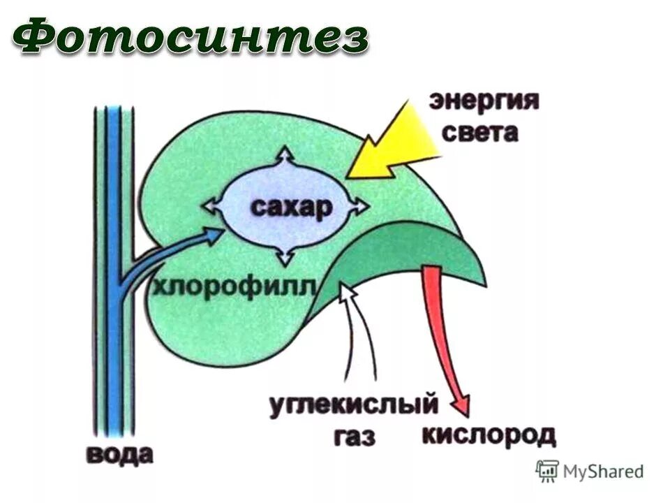 источником кислорода при фотосинтезе является вода