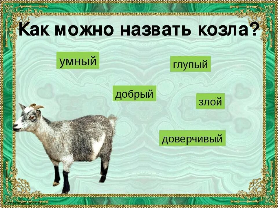 Имя для козы. Имя для козлёнка. Клички козлят. Кличка козленка.