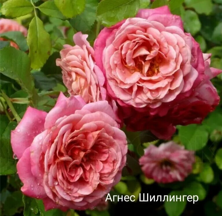 Роза агнес шиллингер фото и описание отзывы Купить Агнес Шиллингер / Agnes Schilliger Садовый центр "Садовод" г. Тольятти