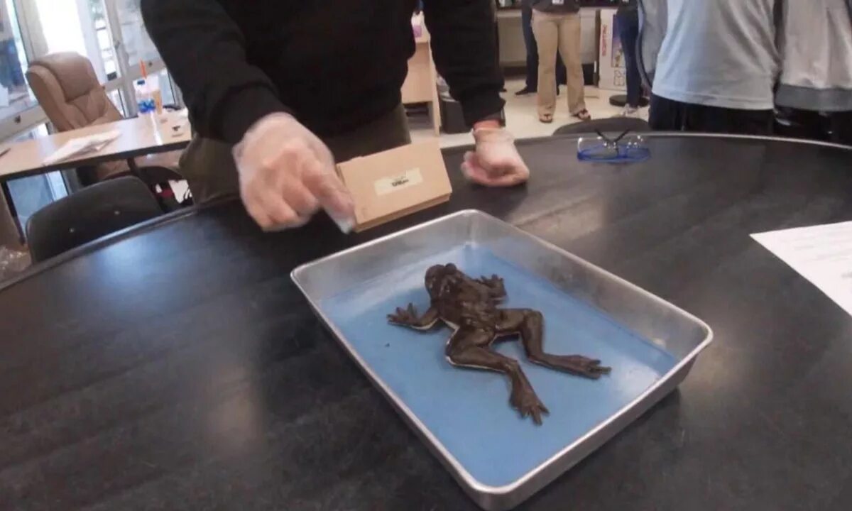 Препарировать. Препарирование лягушки. Музей препарированных животных. Препарировать лягушку в школе. Препарировать.