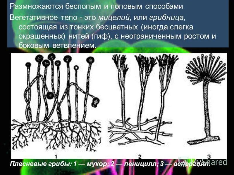 схема бесполого размножения клеток. размножение дрожжей почкованием схема. грибы размножающиеся бесполым путем. в ходе бесполого размножения на мицелии возникает. в ходе бесполого размножения на мицелии возникает.