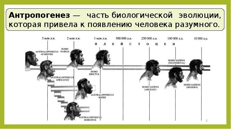 Верная последовательность антропогенеза. Этапы антропогенеза схема. Антропогенез это часть биологической эволюции. Стадии антропогенеза человека. Классификация развития человека.