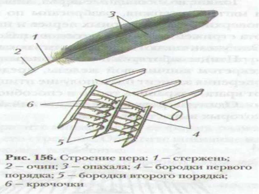 Строение пера птицы ответы. Строение пера птицы 7 класс биология. Строение пера птицы 7. Строение контурного пера птицы 7 класс. Размещение перьев птиц.