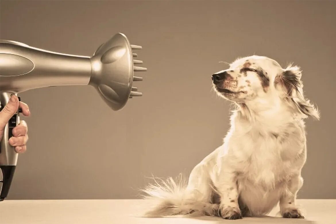 Кот в наушниках. Елена демотиваторы смешные. Забавно звучит. Тупой кот. Кот с микрофоном.