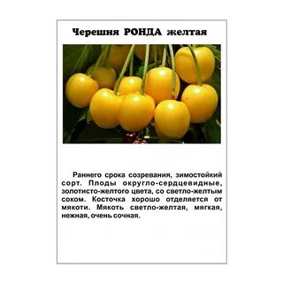 Черешня рондо описание
