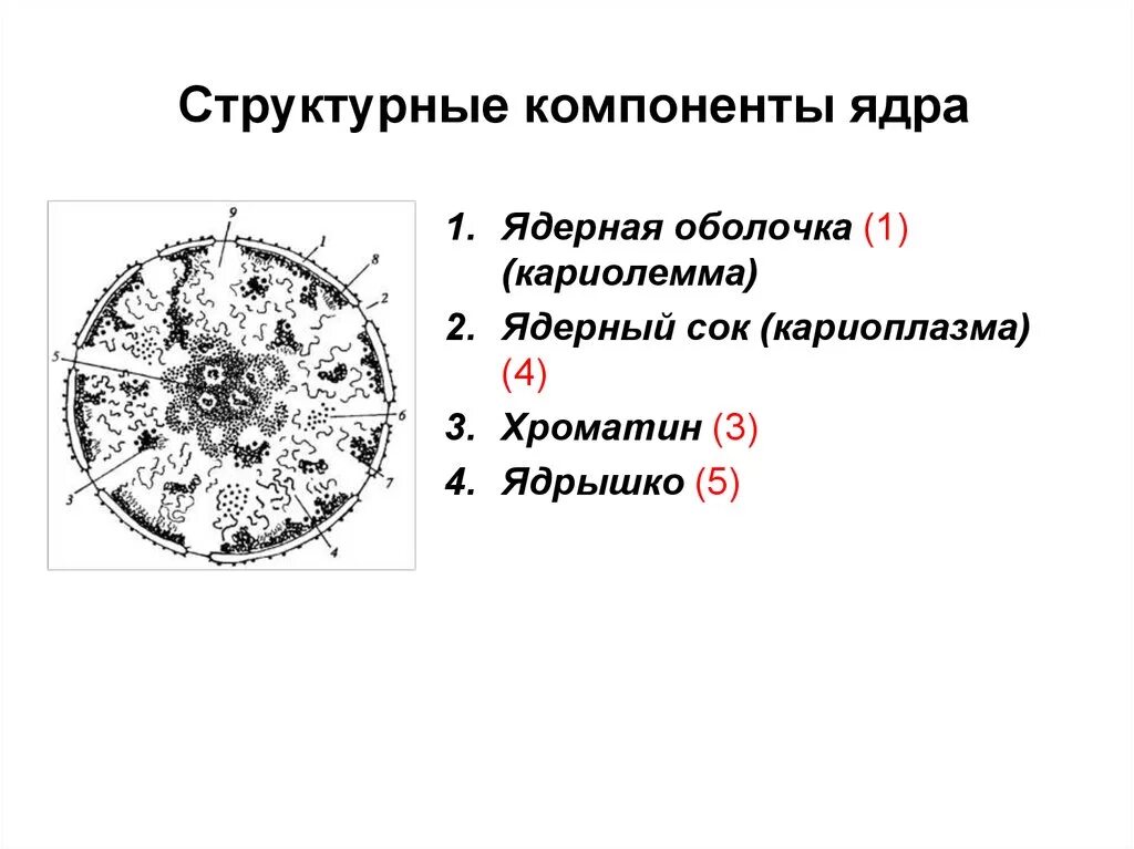 Основные структурные компоненты ядра назовите его функции. Ядро компоненты ядра. Структурные компоненты ядра клетки. Схема компонентов ядрышка. Назовите структуры ядра