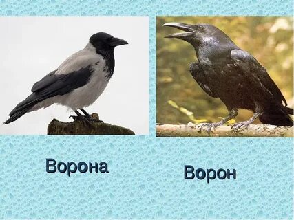 Чему ворон и ворона похожи