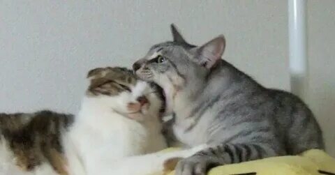 Кот ест другого кота